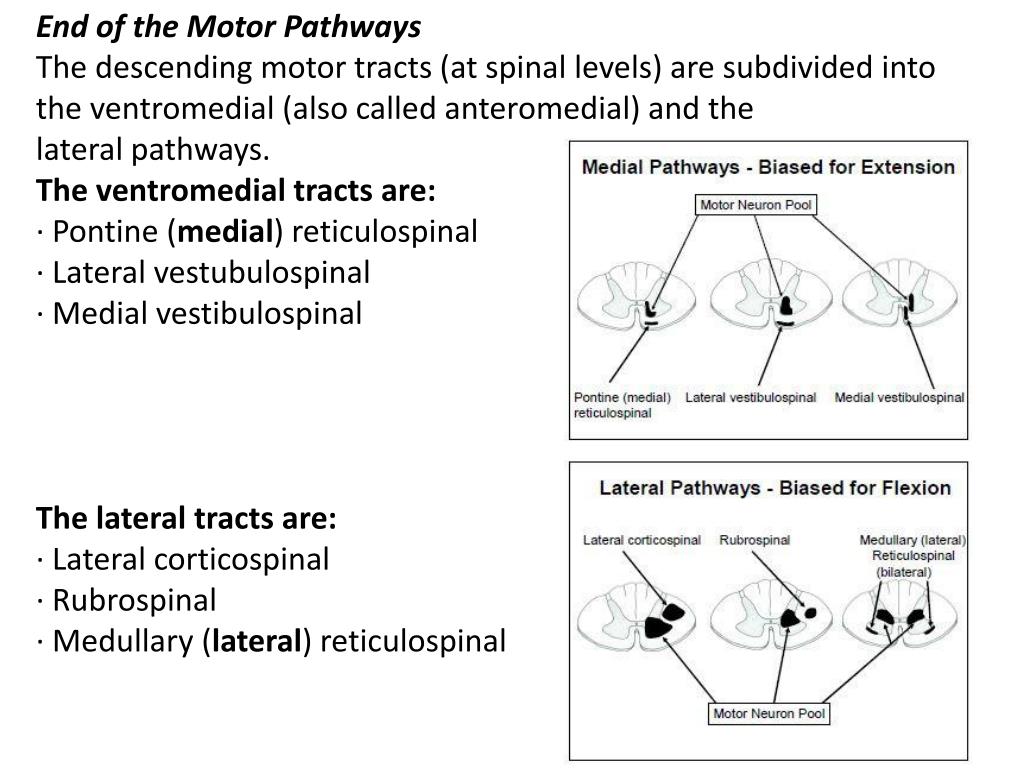 Organization of the Motor System PowerPoint Presentation, free ... Biology Diagrams