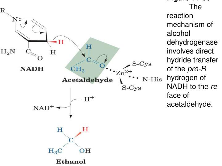 PPT Figure 1724 Reaction mechanism of lactate dehydrogenase