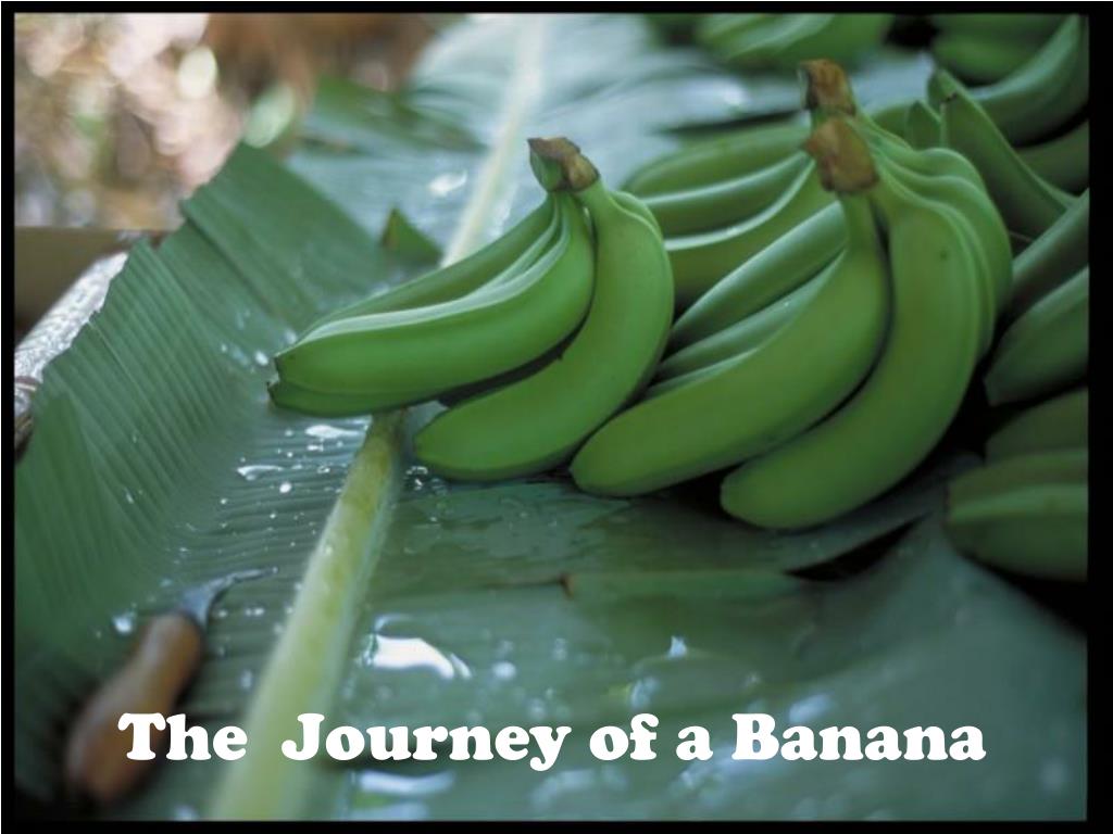 banana food journey