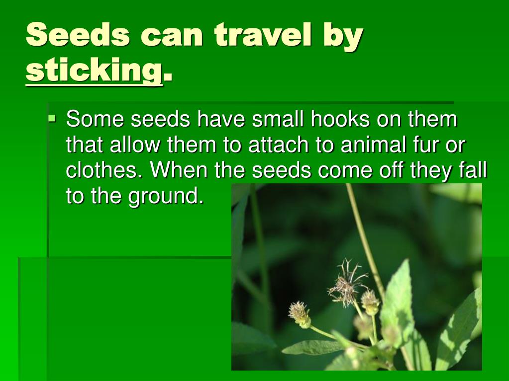 different ways a seed can travel