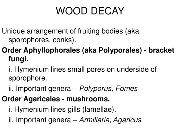 wood decay n.