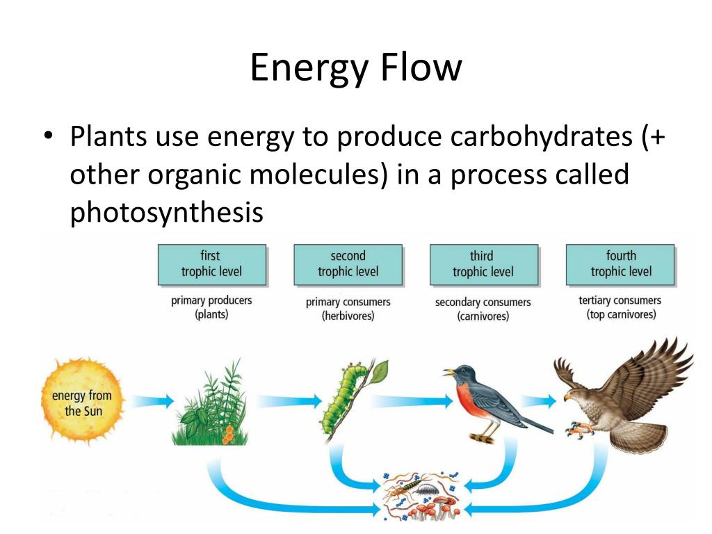 assignment on flow of energy