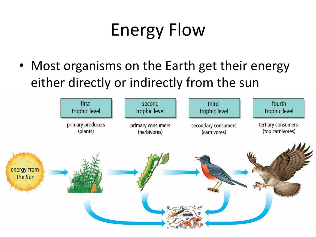 assignment on energy flow in ecosystem