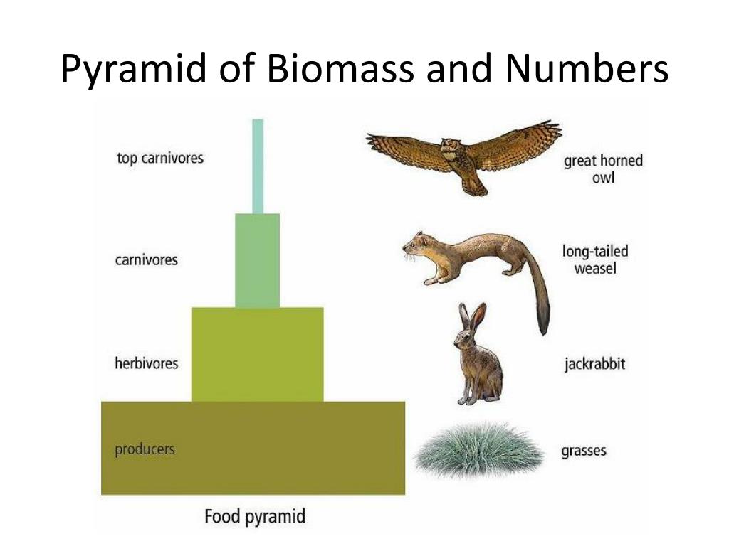 PPT - Energy Flow in an Ecosystem PowerPoint Presentation, free ...