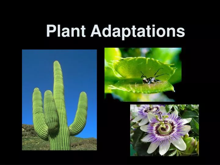 Plant adaptations ppt day3 youtube riset