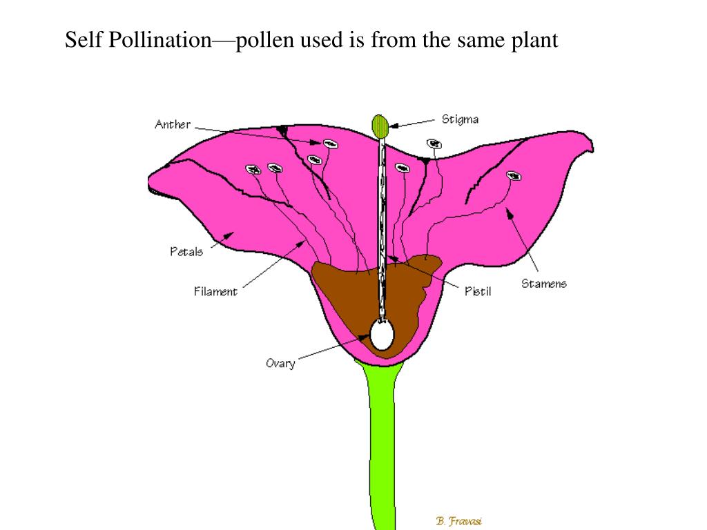 Ppt Parts Of The Flower Powerpoint Presentation Free Download Id6900337