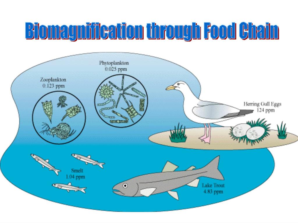 Зоопланктон трофический уровень. Фитопланктон зоопланктон пищевая цепь. Биоаккумуляция. Биоаккумуляция картинки. Биоаккумуляция в живой природе проект.