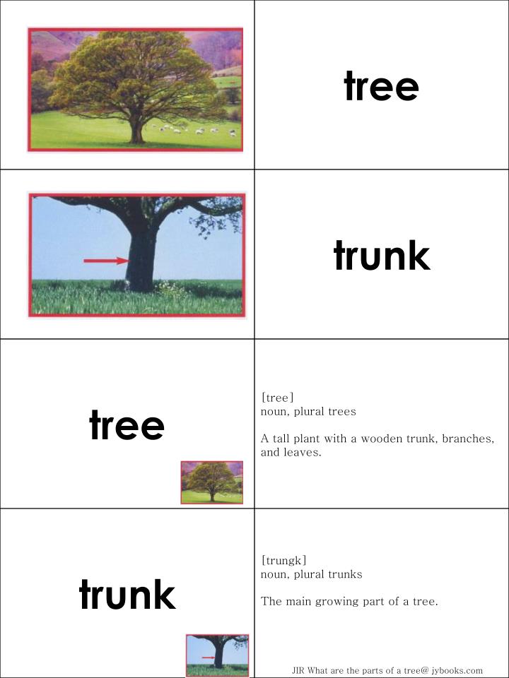 PPT - What are the parts of a tree? PowerPoint Presentation - ID:6902181