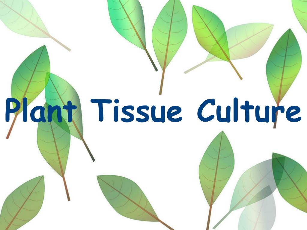Plant culture. Tissue Culture. Culture Plants. Tissue Culture industry Association. Growing Tissue Cultures.
