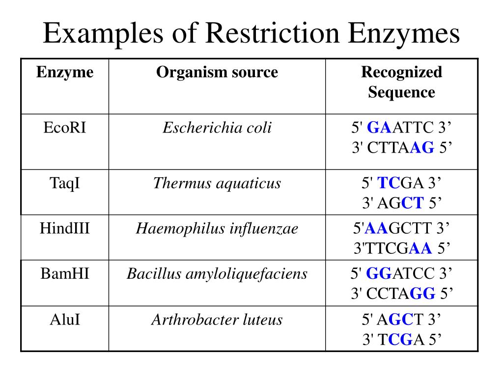 PPT Restriction Enzymes PowerPoint Presentation, free