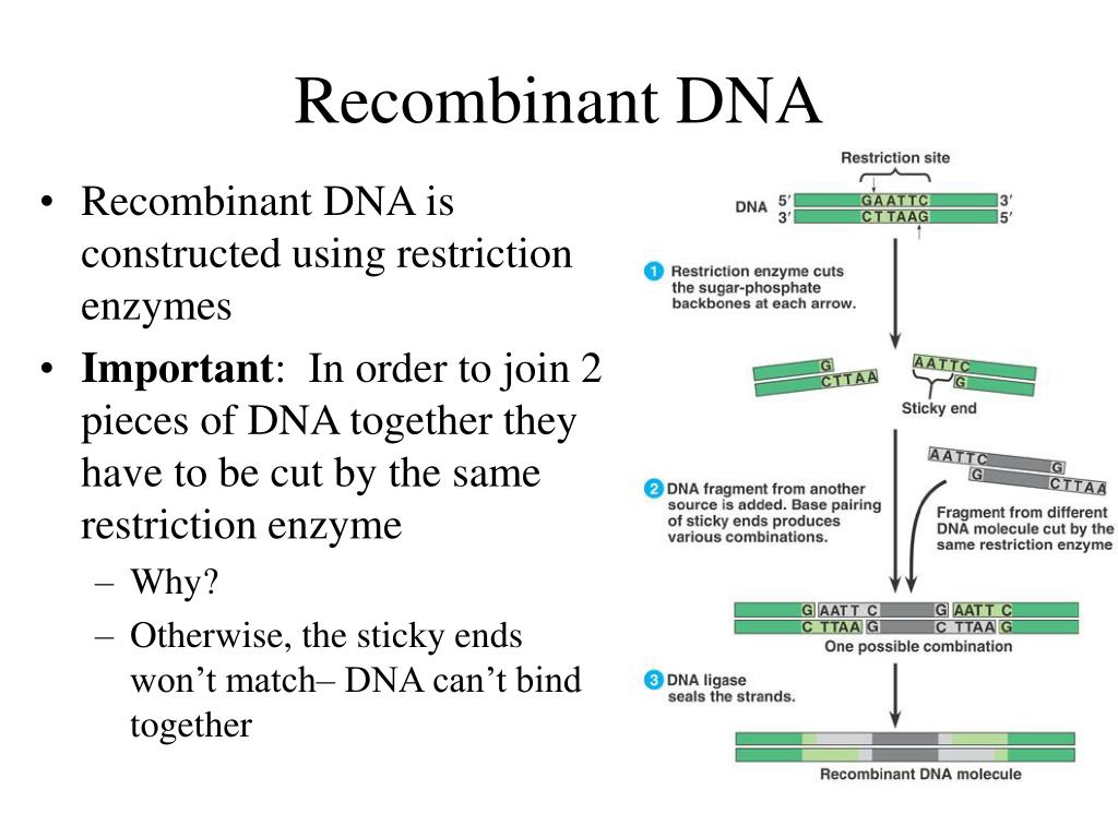 PPT Restriction Enzymes PowerPoint Presentation, free