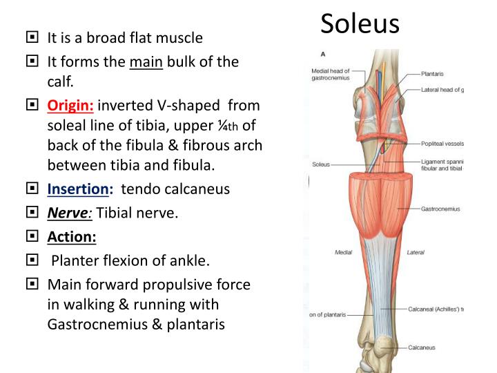 PPT Back of the leg PowerPoint Presentation ID6904035