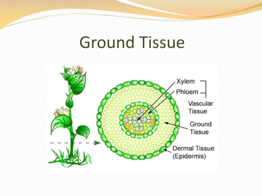 What Makes Up Ground Tissue System