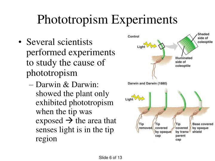 conclusion of phototropism experiment