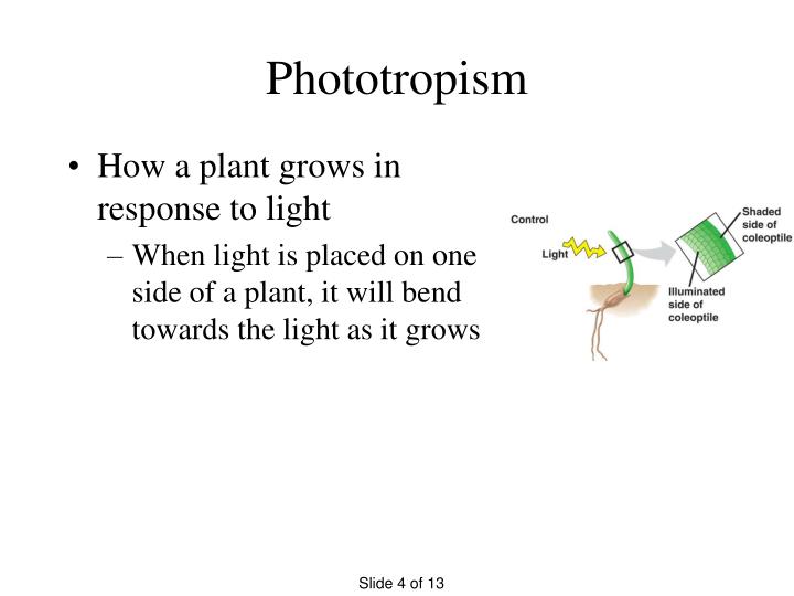 ppt-plant-hormones-tropisms-powerpoint-presentation-free-download