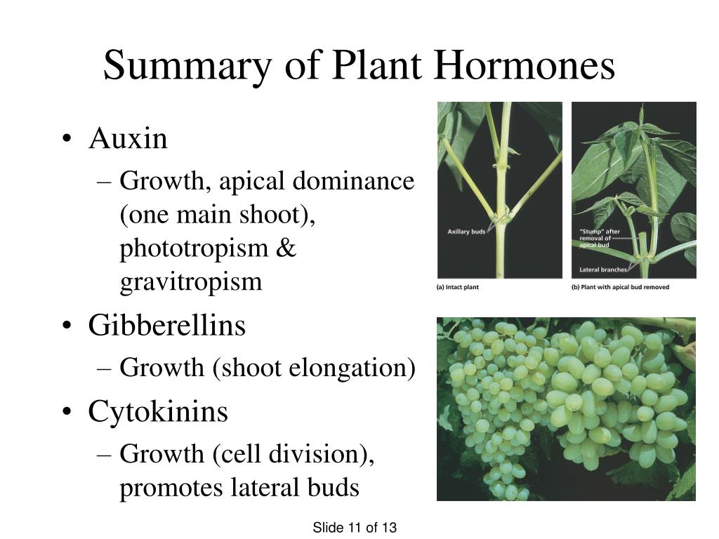 ppt-phototropism-and-plant-hormones-powerpoint-presentation-free