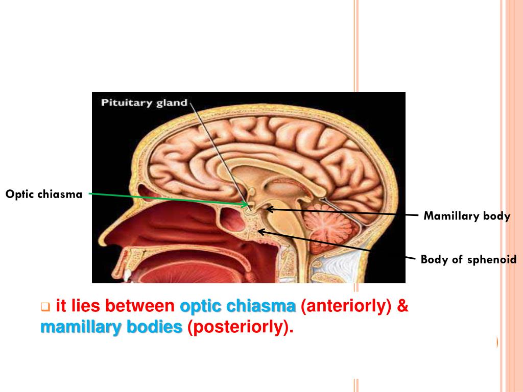 PPT - ANATOMY OF THE PITUITARY GLAND PowerPoint Presentation, free