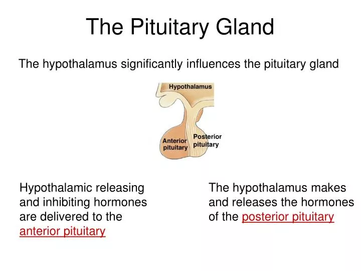 PPT - The Pituitary Gland PowerPoint Presentation, free download - ID ...