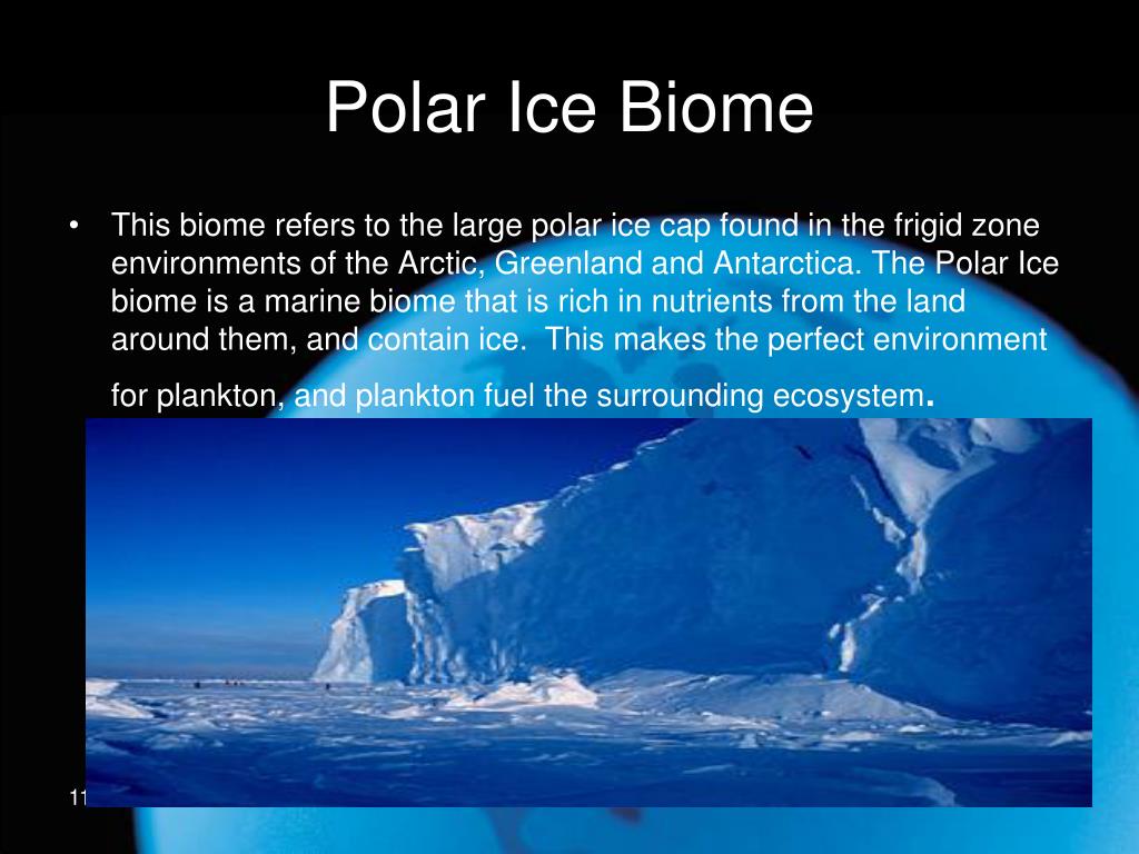 PPT Polar Ice Biome PowerPoint Presentation, free download ID6905928