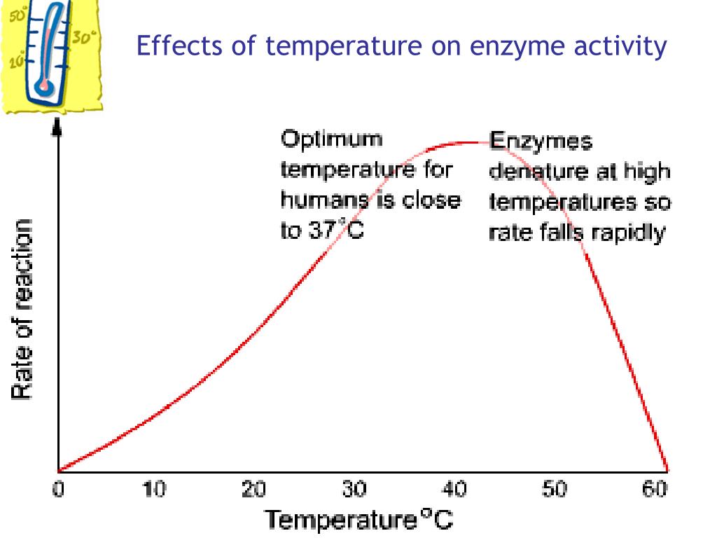 PPT What are enzymes made of? PowerPoint Presentation, free download