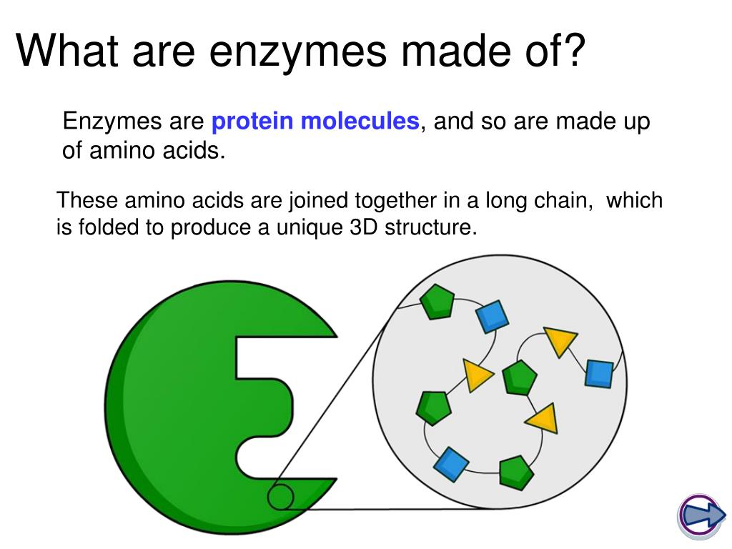 PPT What are enzymes made of? PowerPoint Presentation, free download