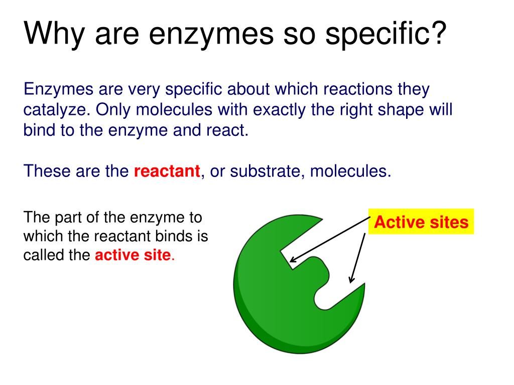 PPT What are enzymes made of? PowerPoint Presentation, free download ID6906212