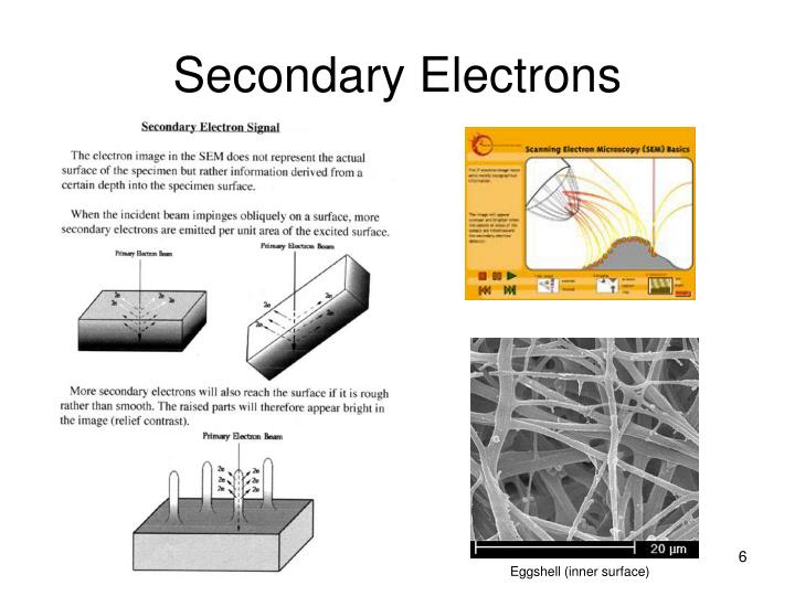 PPT - SEM & EDX PowerPoint Presentation - ID:6907211