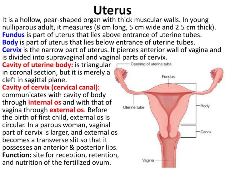 Ppt Female Internal Genital Organs Powerpoint Presentation Id 6907343