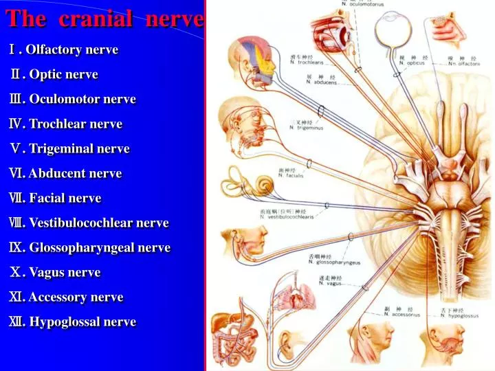 ppt-the-cranial-nerve-olfactory-nerve-optic-nerve-powerpoint