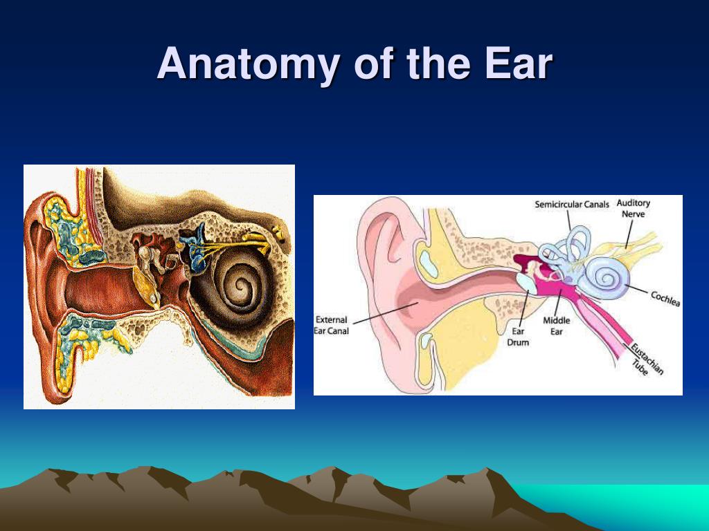 PPT - Ear Disorders PowerPoint Presentation, free download - ID:6907535
