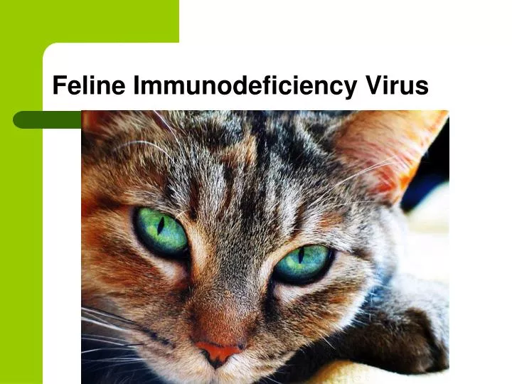 case study on feline immunodeficiency virus