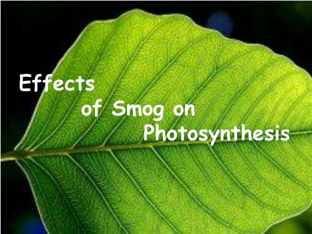 hypothesize how air pollution like smog affects photosynthesis