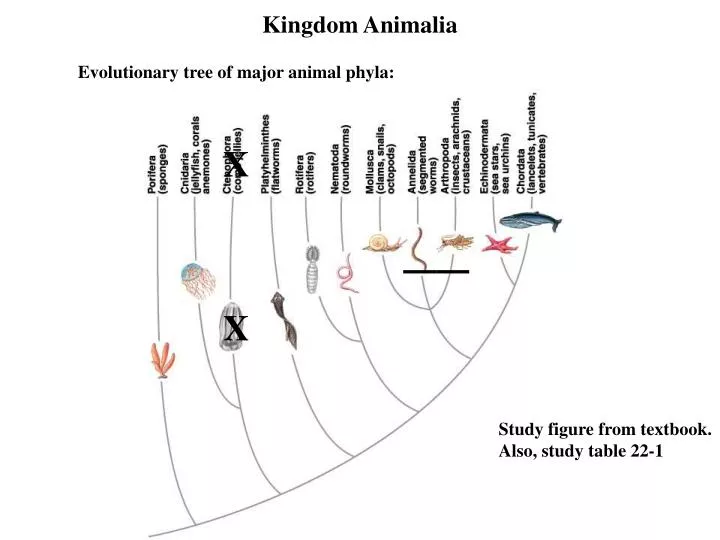 PPT - Kingdom Animalia PowerPoint Presentation, free download - ID:6908729