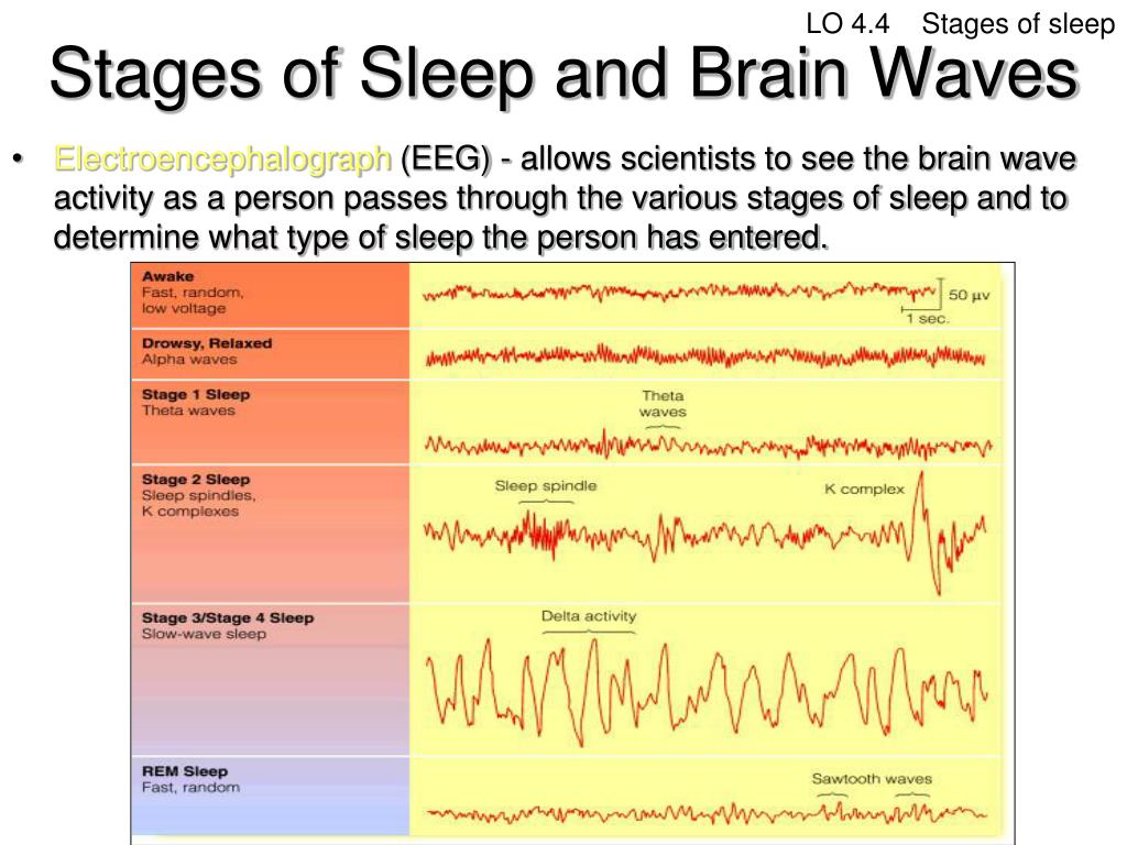 Brain Waves During Sleep Stages