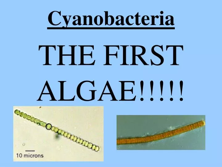 cyanobacteria n.