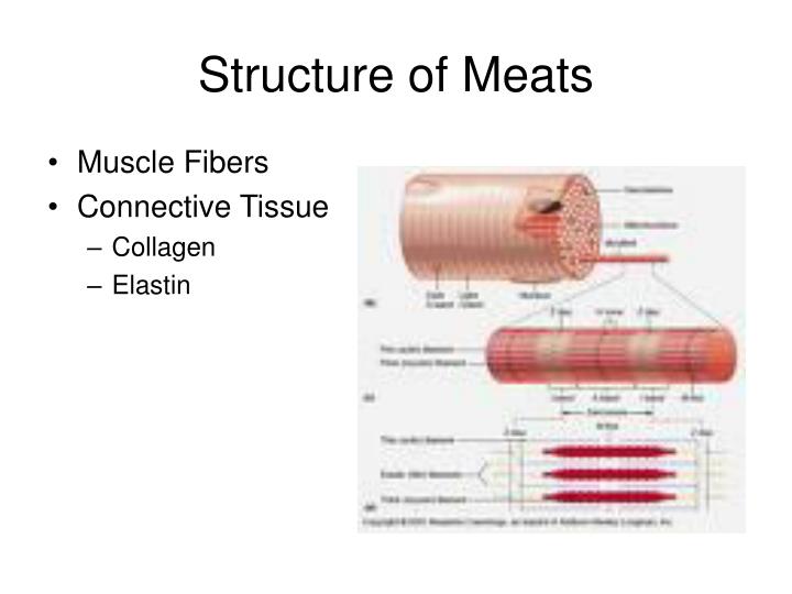 PPT Understanding Meats and Game PowerPoint Presentation ID6910658