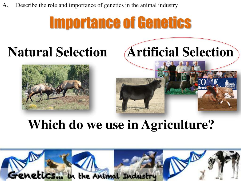 PPT - Genetics in the Animal Industry PowerPoint Presentation, free  download - ID:6910685