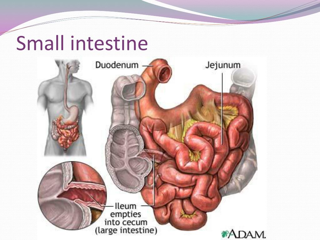 Antiinflamatorio intestino