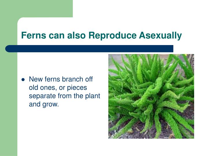 PPT Vascular and Nonvascular Plants PowerPoint
