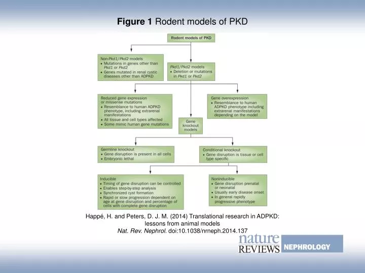 PPT - Figure 1 Rodent models of PKD PowerPoint Presentation, free ...