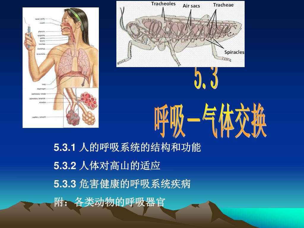 Ppt 5 3 呼吸 气体交换powerpoint Presentation Free Download Id