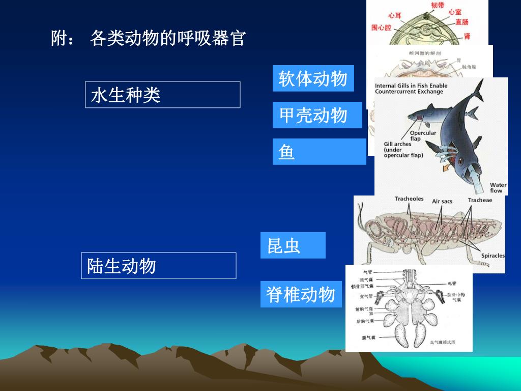 Ppt 5 3 呼吸 气体交换powerpoint Presentation Free Download Id