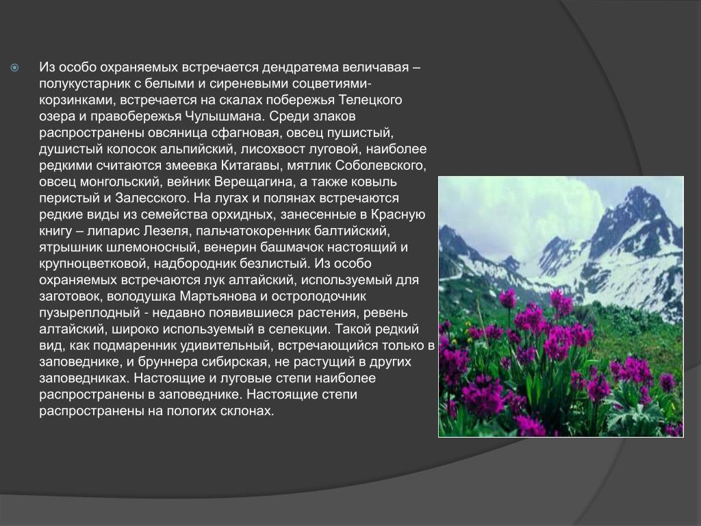 Алтайский заповедник проект 4 класс окружающий мир