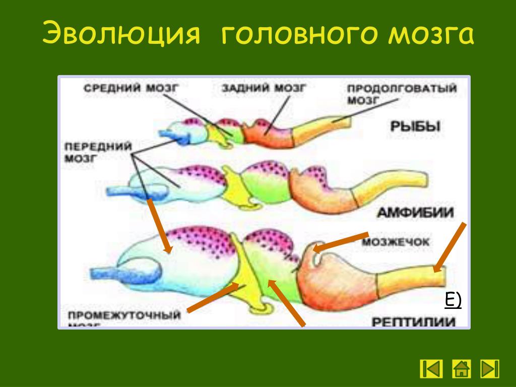 Появление головного мозга у рыб. Эволюция головного мозга рыбы. Головной мозг земноводных. Эволюция головного мозга биология 8 класс. Мозг рыбы.