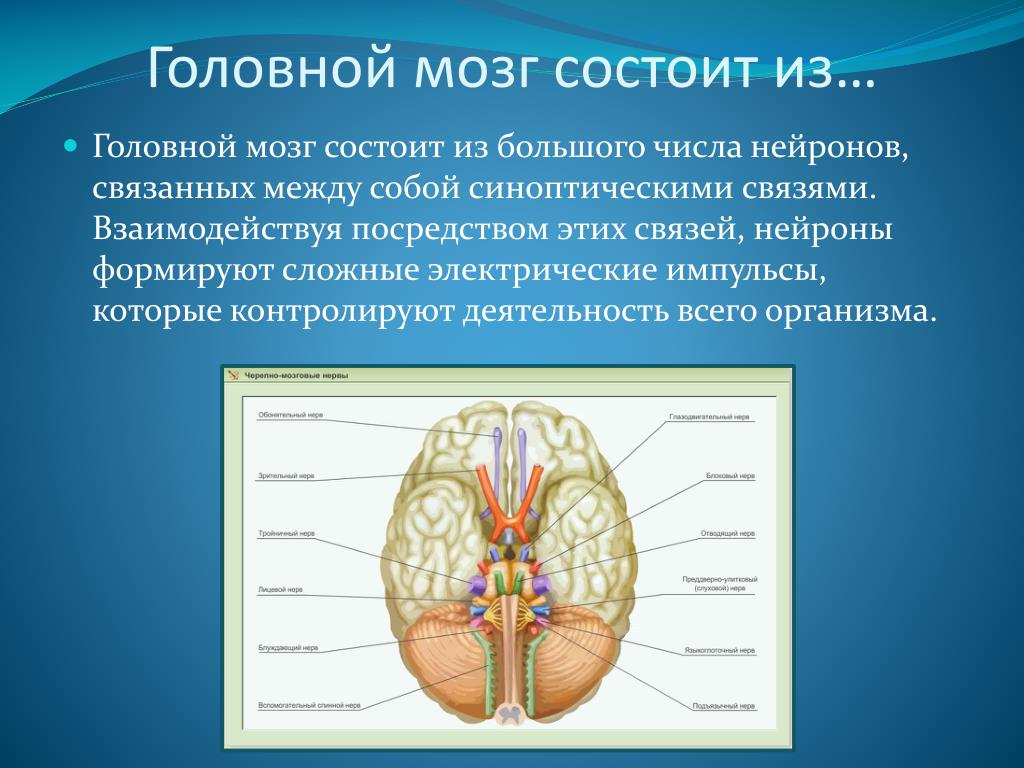 Головной мозг состоит из. Головной мозг момтоитиз. Головрй мозг сомтоит и. Из каких веществ состоит мозг