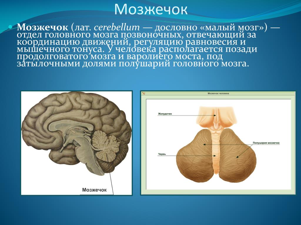 Особенности мозжечка головного мозга. Мозжечок месторасположение и функции. Мозжечок анатомия функции. Строение мозжечка человека. Отделы головного мозга мозжечок.