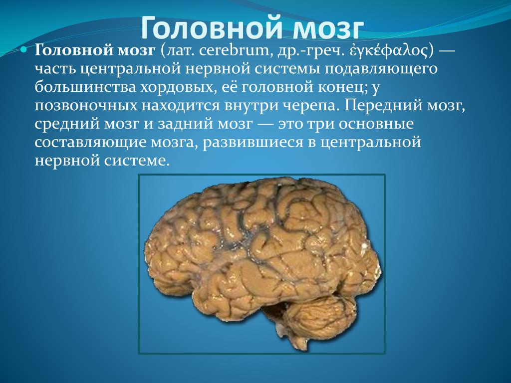 Передний мозг слабо развит. Головной мозг.