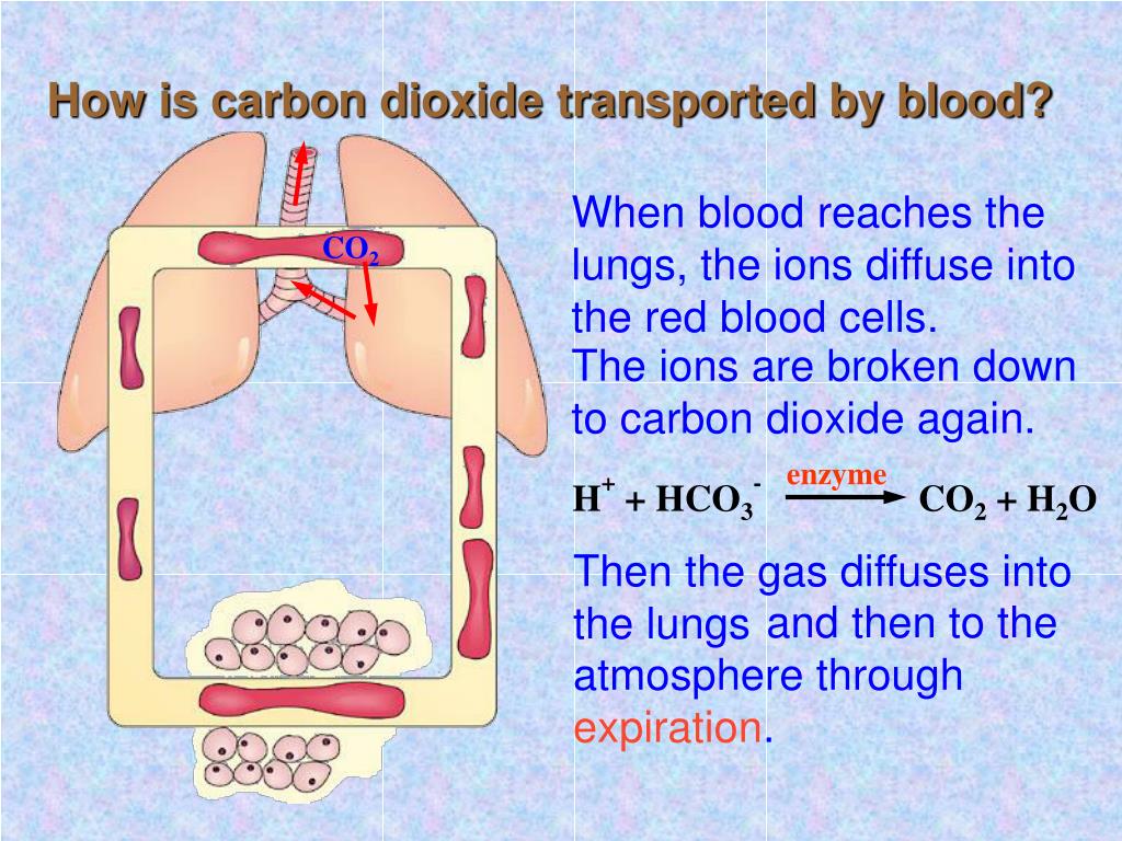 carbon dioxide travel through