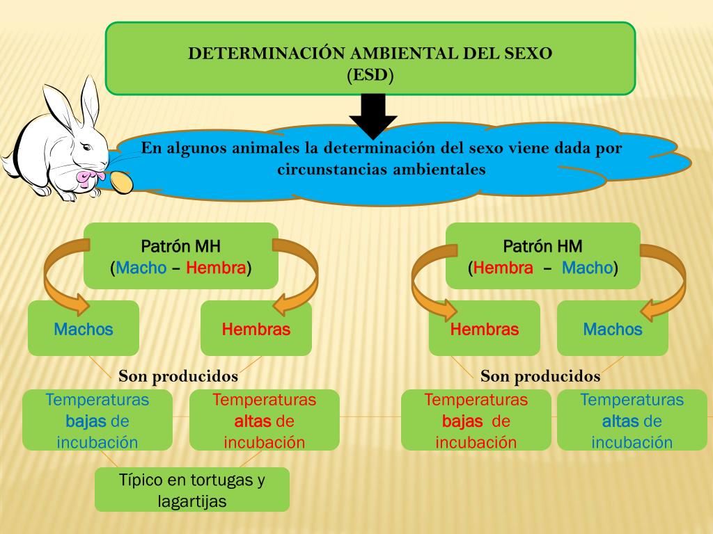 PPT - DETERMINACIÓN AMBIENTAL DEL SEXO (ESD) PowerPoint Presentation ...