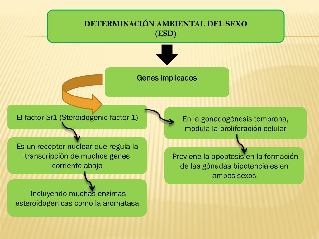 PPT - DETERMINACIÓN AMBIENTAL DEL SEXO (ESD) PowerPoint Presentation ...